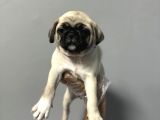 WHİTE TAŞIYICI SAFKAN PUG YAVRULARI