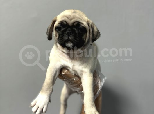 Whi̇te Taşiyici Safkan Pug Yavrulari