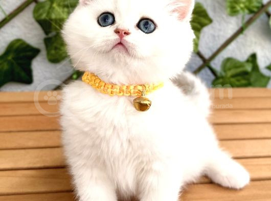 Show Kalite Ns1133 Silver Dişi Bebe görsel