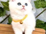 Show Kalite Ns1133 Silver Dişi Bebe