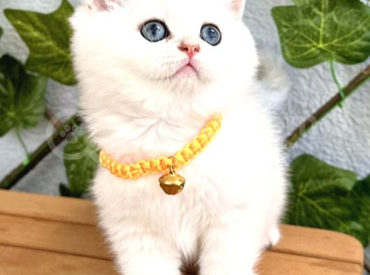 Show Kalite Ns1133 Silver Dişi Bebe görsel