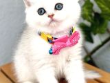 Show Kalite Ns1133 Silver Dişi Bebe