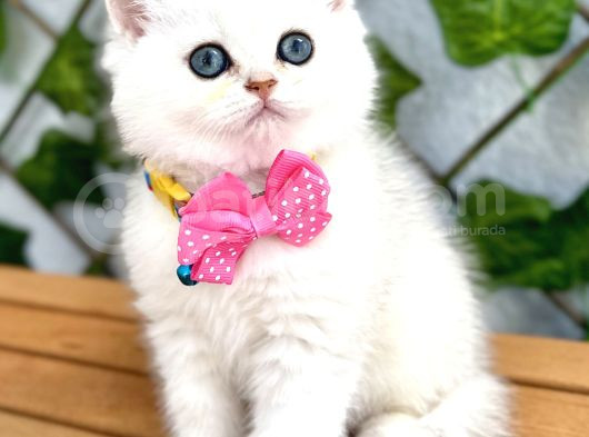 Show Kalite Ns1133 Silver Dişi Bebe görsel