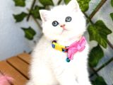 Show Kalite Ns1133 Silver Dişi Bebe