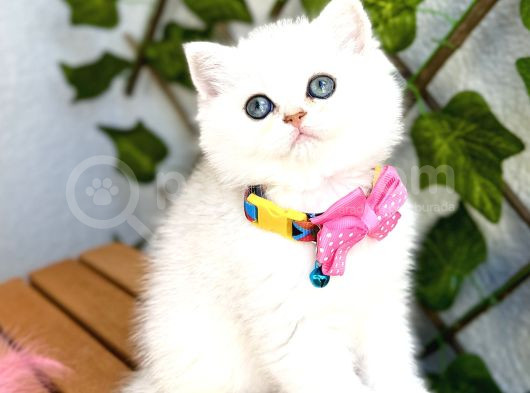 Show Kalite Ns1133 Silver Dişi Bebe görsel