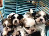 Her Renk Mini Shihtzu Yavrular