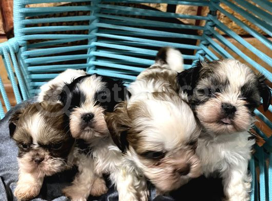 Her Renk Mini Shihtzu Yavrular görsel