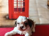Her Renk Mini Shihtzu Yavrular
