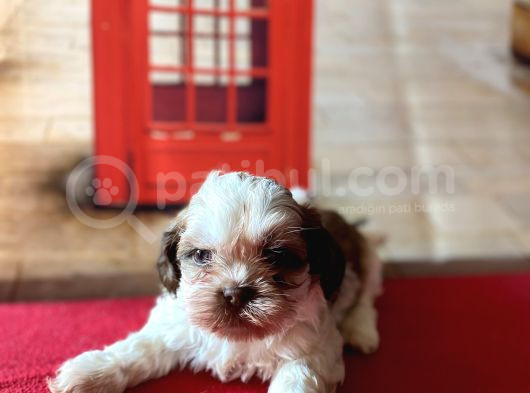 Her Renk Mini Shihtzu Yavrular görsel