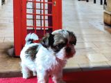 Her Renk Mini Shihtzu Yavrular