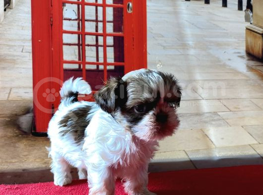 Her Renk Mini Shihtzu Yavrular görsel