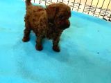 Toy Kore Poodle Yavrular