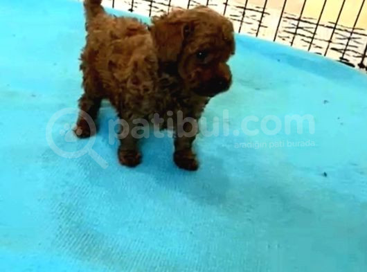 Toy Kore Poodle Yavrular görsel