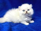 İpek Tüylü Ns1133 British Longhair