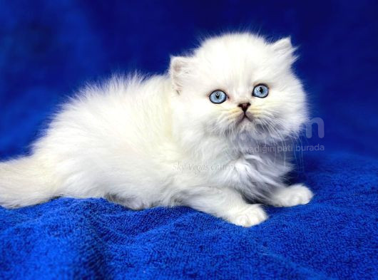 İpek Tüylü Ns1133 British Longhair görsel