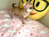 anne altından chihuahua şivava bebekler