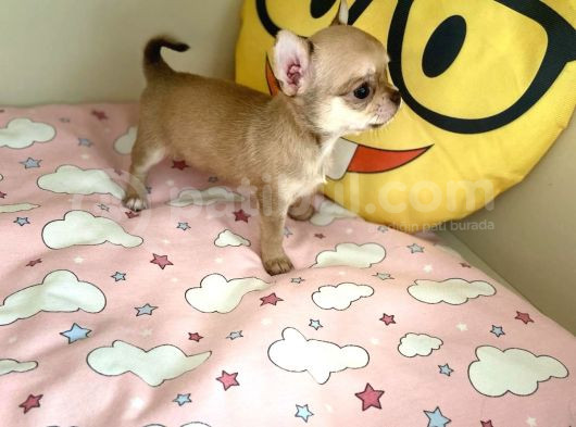 Anne Altından Chihuahua Şivava Bebekler