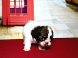 Her Renk Mini Shihtzu Yavrular