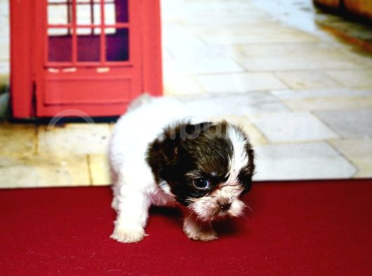 Her Renk Mini Shihtzu Yavrular görsel
