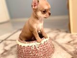 Anne Altından Chihuahua Şivava Bebekler