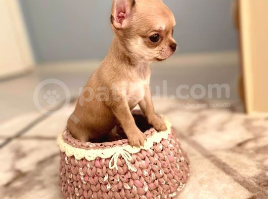 Anne Altından Chihuahua Şivava Bebekler görsel