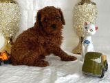 Kore Kan Toy Poodle