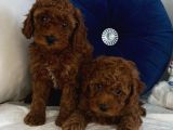 Kore Kan Toy Poodle