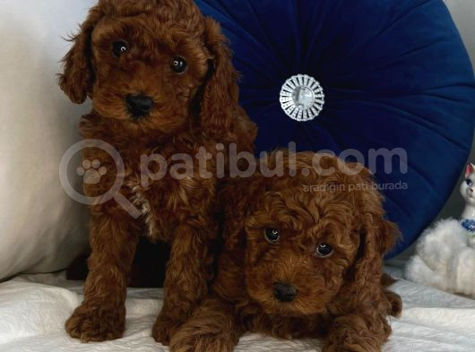 Kore Kan Toy Poodle görsel