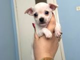 Anne Altından Chihuahua Şivava Bebekler