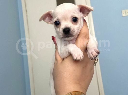 Anne Altından Chihuahua Şivava Bebekler görsel