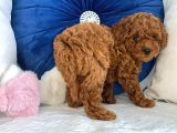Orijinal Kore Kan Poodle Dan Toy Poodle