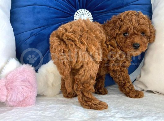 Orijinal Kore Kan Poodle Dan Toy Poodle görsel