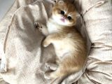 Prens Brıtısh Golden Shorthair
