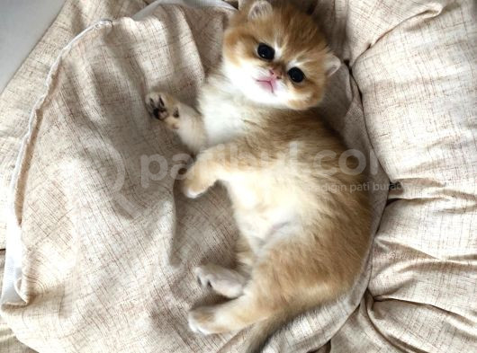 Prens Brıtısh Golden Shorthair görsel