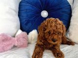 Orijinal kore kan poodle dan toy poodle