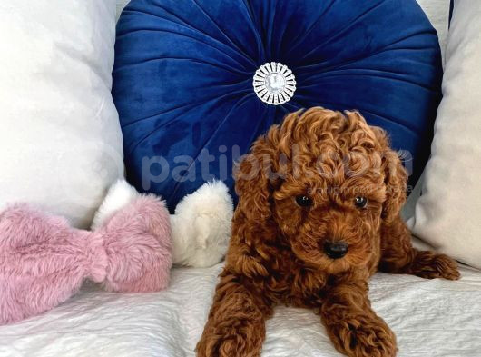 Orijinal Kore Kan Poodle Dan Toy Poodle