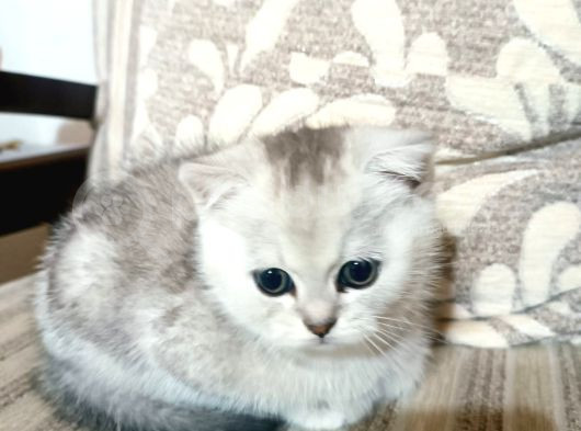 Minik Dostlarımız Sahiplerini Bekliyor görsel