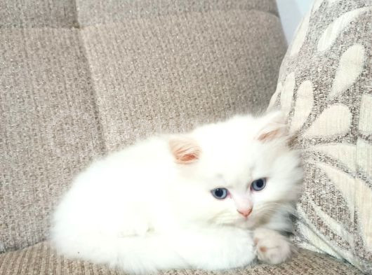 Minik Dostlarımız Sahiplerini Bekliyor