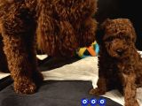 Gerçek Red Toy Poodle
