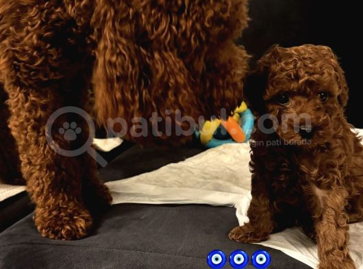 Gerçek Red Toy Poodle görsel