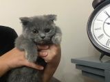 Acil sahiplendirilmesi gereken kedi