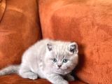 Safkan Blue Ve Li̇lac Bri̇ti̇sh Shorthai̇r Yavrular