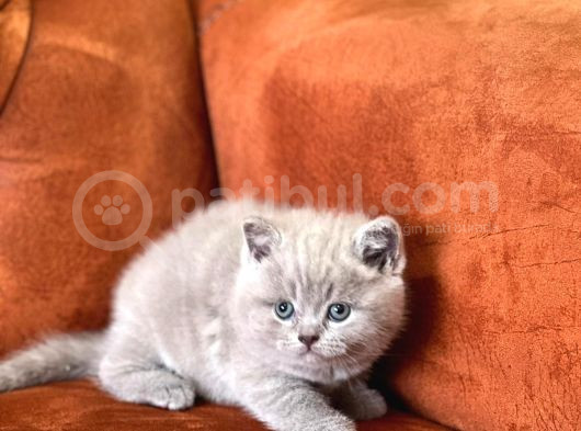 Safkan Blue Ve Li̇lac Bri̇ti̇sh Shorthai̇r Yavrular görsel