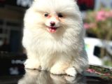 Prenses kızımız pomerian boo yavrumuz