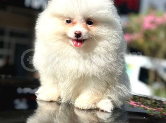 Prenses Kızımız Pomerian Boo Yavrumuz