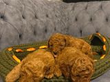 Gerçek Red toy poodle