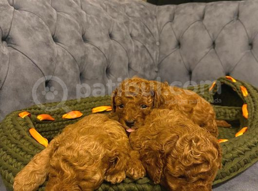 Gerçek Red Toy Poodle