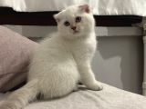 Scottish fold yavrularımızı sahiplendiriyoruz