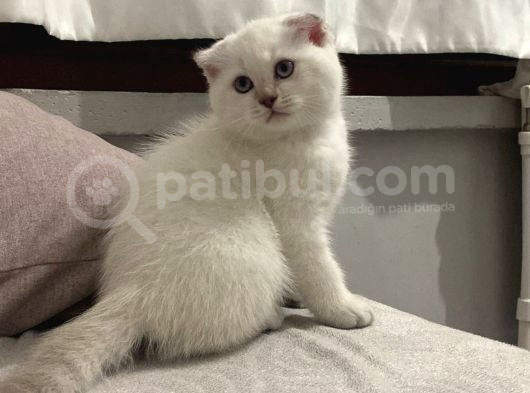Scottish Fold Yavrularımızı Sahiplendiriyoruz