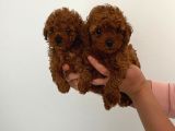 Safkan teacup toy poodle Miniğim